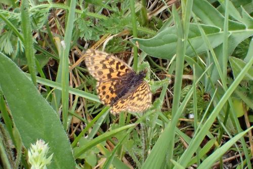 Boloria dia